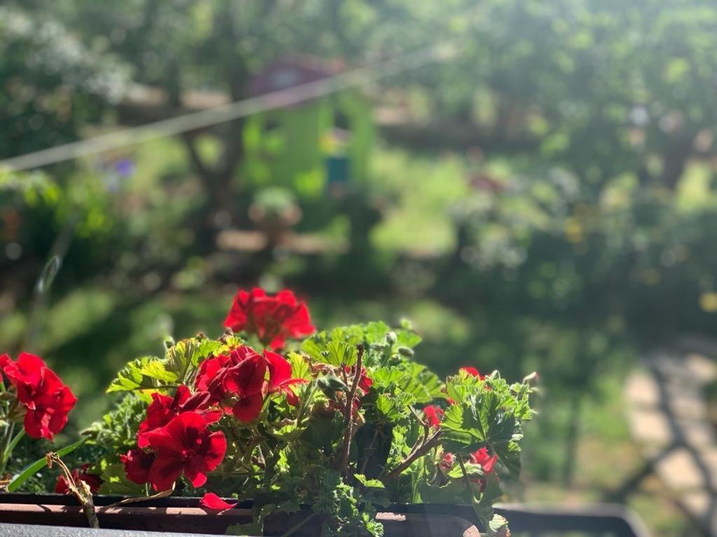 Apartman Dalija Vinkuran Εξωτερικό φωτογραφία